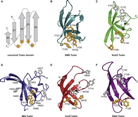 tudor domain containing protein|tudor core domain.